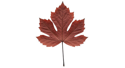 Isolated Red Leaf, Acer Ginnala or Amur Maple Leaf, Autumn Fall Season, Natural Dried