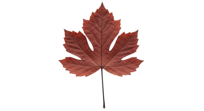 Isolated Red Leaf, Acer Ginnala or Amur Maple Leaf, Autumn Fall Season, Natural Dried - Powered by Adobe