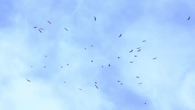 Circling gryphon vultures in a large flock high in the sky