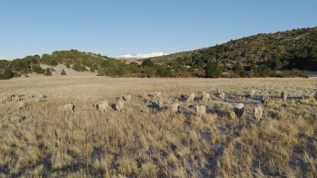 Sheep graze in a dry Patagonian field near ancient stones, with snowy Andes in the distance&mdash;evoking the legacy of cordero patag&oacute;nico and the region&rsquo;s prized merino wool traditions