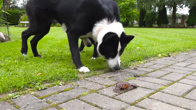 Fun video of two Karelian black and white bear dogs investigationg a red and brown colored crayfish alive lobster crawling and moving on a drive way in a summer garden with bokeh blurry background.