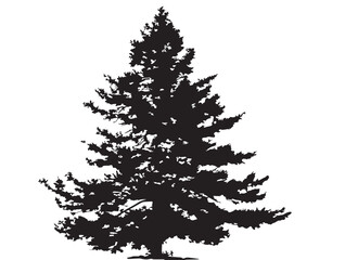 Elegant Isolated Pine Tree On A Clean Background