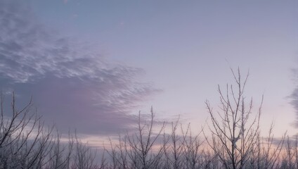 Obraz premium Barren tree branches silhouetted against a pastel sky with wispy clouds at dusk