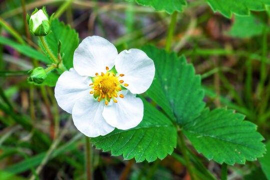 White strawberry flower and closed bud grow in spring garden close up