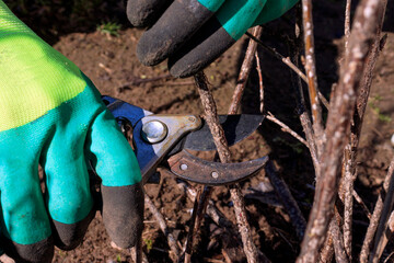 Sanitary pruning of berry bushes in the garden in early spring. Removing diseased and damaged branches to stimulate the growth of new shoots