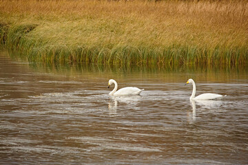 Wild swans swim