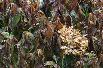 Flowers and leaves of large-leaved hydrangea in the garden after the first autumn frosts
