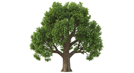 Isolated deciduous tree with a strong trunk and healthy green leaves in summer sunshine