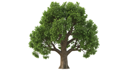 Isolated deciduous tree with a strong trunk and healthy green leaves in summer sunshine