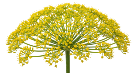 Isolated umbel of yellow dill flowers, an aromatic herb, is ready to add some flavor to food