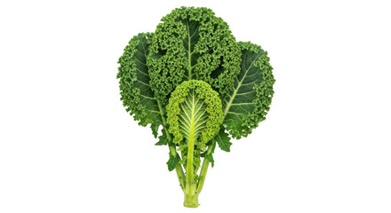 Isolated image of fresh organic curly green kale vegetable with nutritious properties