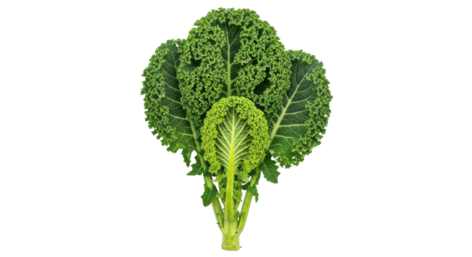 Isolated image of fresh organic curly green kale vegetable with nutritious properties