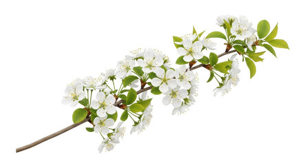 Isolated flowering plum branch on a stem ready for spring with leaves and blossom blooms © Anneliese