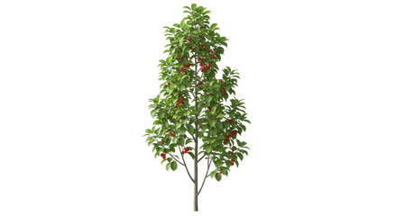 Isolated ornamental cherry tree with red berries, deciduous in spring and summer season