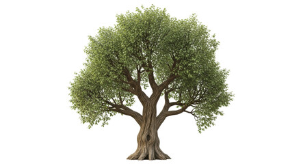 Isolated leafy tree with a thick trunk and spreading branches in full summer foliage © Anneliese