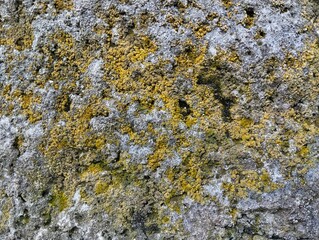 Close up old concrete wall weathered with moss texture background 