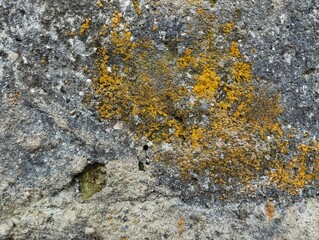 Close up old concrete wall weathered with moss texture background 