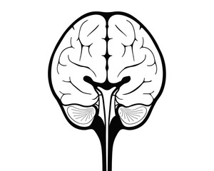 Illustration of a brain seen from above with visible cerebellum and brainstem in black and white style | editable eps vectors silhouette