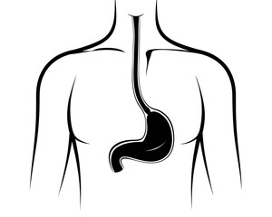 Illustration of a human torso with the esophagus and stomach highlighted in black on white background | editable eps vectors silhouette
