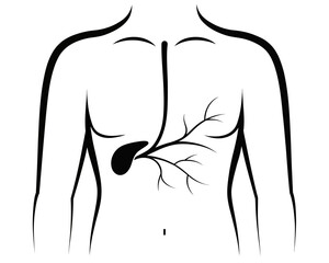 Illustration of human torso with gallbladder and biliary tract in black and white anatomical drawing | editable eps vectors silhouette