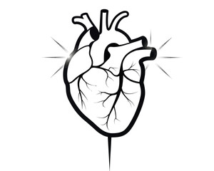 Anatomical heart with veins and arteries in black and white with a spike piercing the bottom | editable eps vectors silhouette