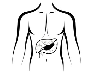 Illustration of human torso with pancreas and gallbladder anatomy in black and white simple drawing | editable eps vectors silhouette