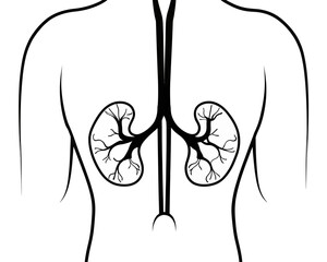 Illustration showing the back of a person with kidneys and veins visible in black and white drawing style | editable eps vectors silhouette
