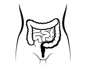 Illustration showing the human torso with the large and small intestines visible in black and white | editable eps vectors silhouette