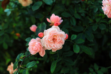 Pink tea roses grow in summer ornamental cottage garden