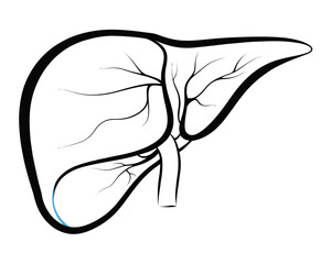 Illustration of a liver with visible veins and a simple outline on a white background drawing style | editable eps vectors silhouette