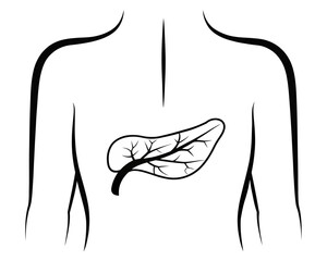 Illustration of a human torso with a pancreas depicted in the center with visible veins and arteries | editable eps vectors silhouette