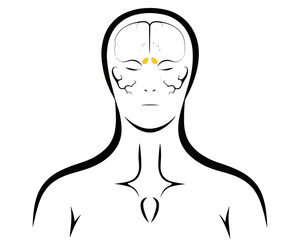 Illustration of human head and upper body with brain and highlighted region near the frontal lobe area | editable eps vectors silhouette