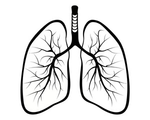 Illustration of human lungs with trachea and branching bronchi in black and white anatomical drawing style | editable eps vectors silhouette