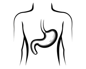 Illustration of a human torso with a stomach organ visible in the abdominal area anatomy diagram | editable eps vectors silhouette