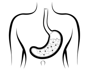 Illustration of a human torso with the stomach visible showing internal structure and contents inside it | editable eps vectors silhouette