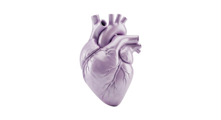 Isolated anatomical heart model for medical study and educational purposes, 3D render