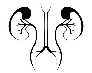 Stylized black and white illustration of kidneys and urinary tract system in minimalist design style | editable eps vectors silhouette