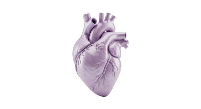 Isolated anatomical heart model for medical study and educational purposes, 3D render