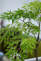 Polyscias fruticosa or ming aralia leaves