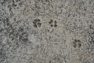 The cement floor with cat footprints.