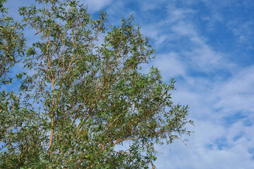 Eucalyptus leaves. branch eucalyptus tree nature background