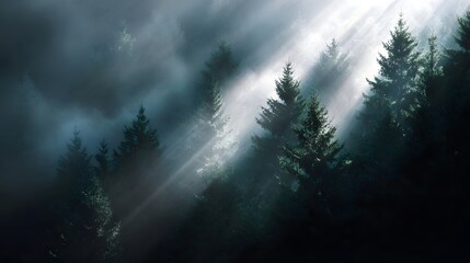 Fototapeta premium Sunlight rays beautifully pierce through the dense mist and evergreen trees of a tranquil forest creating an ethereal magical atmosphere