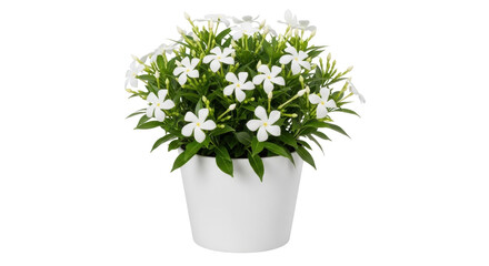 Isolated periwinkle potted plant, beautiful vinca blossoms, green leaves, flower in pot indoors