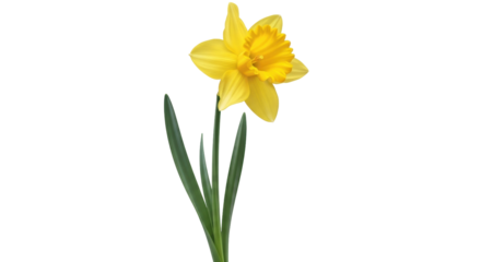 Isolated single yellow daffodil flower with stem, leaves, and petals, springtime perennial