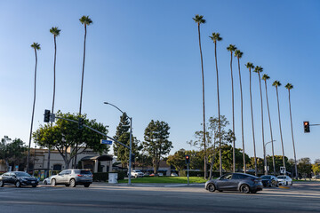 Washingtonia robusta,Mexican fan palm, Mexican washingtonia, or skyduster. South Coast Plaza Village, Costa Mesa,  Orange County, California. near Irvine