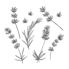 Set of hand drawn sketch of Lavender flower and cute bows isolated on white background. Vintage vector illustration. France provence retro pattern for romantic fresh design concept. Natural lavander
