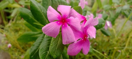 Closeup of vibrant pink periwinkle flowers with water droplets on petals and green leaves in a natural garden setting on a bright sunny day