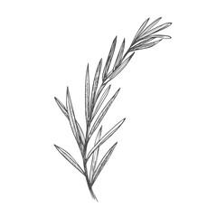 Vector sketch lavender illustration. Beautiful boquet of flowers. Doodle, line art