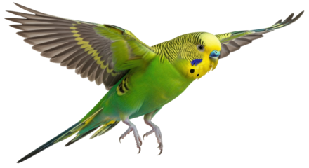 Isolated green and yellow budgerigar with wings spread ready to land on its feet in studio