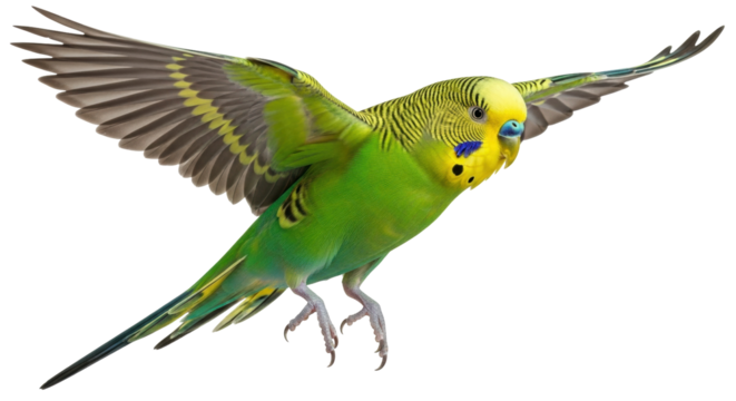 Isolated green and yellow budgerigar with wings spread ready to land on its feet in studio